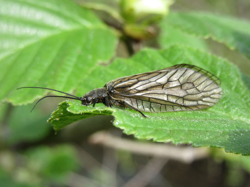 Sialis cfr. lutaria (Sialidae)